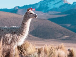 Meta chwali się Llamą 3.1 – największym i najlepszym otwartoźródłowym modelem AI