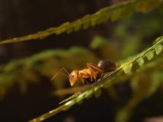 Empire of the Ants: Oto strategia, w której zostaniemy mrówczym hegemonem