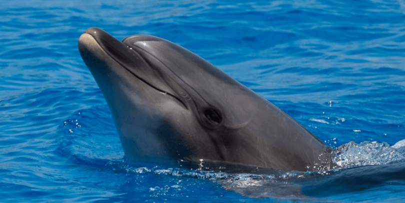 Ecco the Dolphin doczeka się remastera i sequela. Kuriozalny zegar odlicza czas do prezentacji