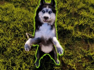Pieski, kotki i „błędziki”. Animal Shelter 2 to uroczy, acz niedopracowany symulator prowadzenia schroniska dla zwierząt [RECENZJA]