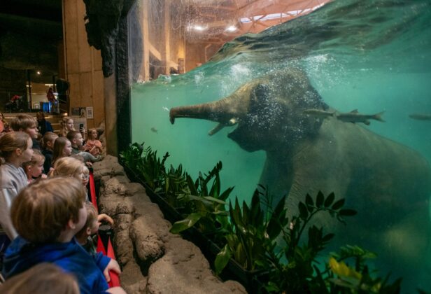 Orientarium ZOO Łódź – Azja jest bliżej, niż myślisz
