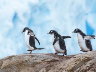 Świetna wiadomość dla posiadaczy Linuksa. Niemal 90% gier z Windowsa odpalicie na systemie z pingwinem w logo