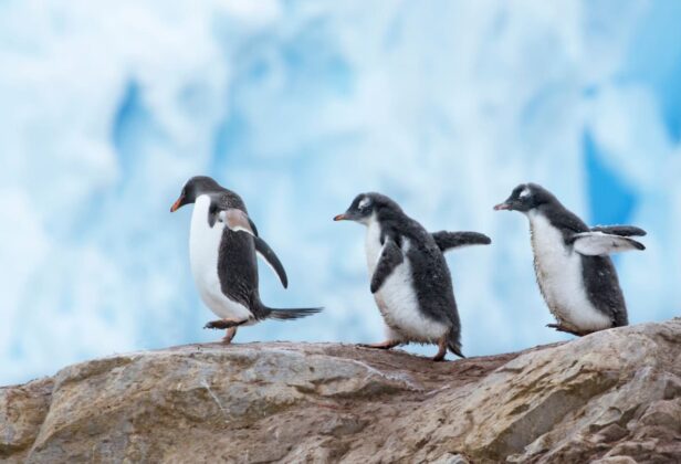 Świetna wiadomość dla posiadaczy Linuksa. Niemal 90% gier z Windowsa odpalicie na systemie z pingwinem w logo