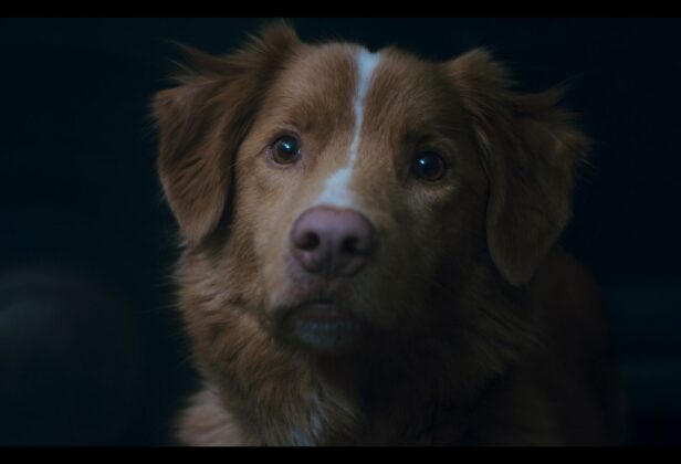 „Good Boy” to horror o piesku, w którym świetnie wypadł jedynie piesek [RECENZJA]