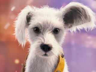 Pies, który&nbsp;został bohaterem. Krypto kradnie serca fanów w&nbsp;nowej zapowiedzi „Supergirl”