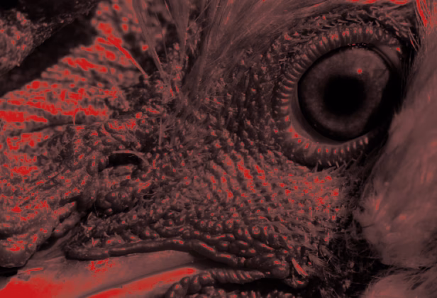 Red Rooster to&nbsp;nowa gra RPG twórców Disco Elysium. Czym zaskoczy nas produkcja Summer Eternal?