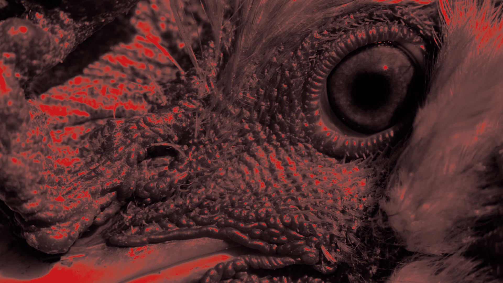 Red Rooster to&nbsp;nowa gra RPG twórców Disco Elysium. Czym zaskoczy nas produkcja Summer Eternal?